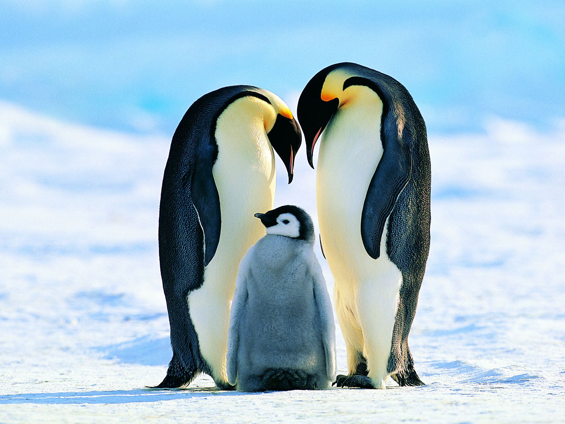 ‘चुजी’ बने पेंगुइन, सस्तो खानै छाडे
