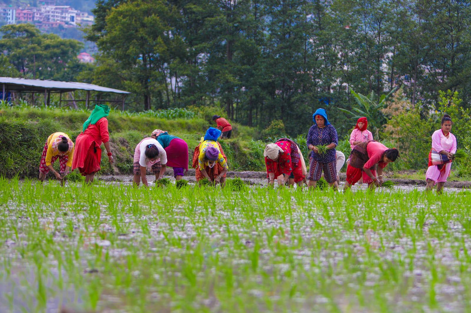 मनसुन सुरु भए लगत्तै काठमाडौंमा धान रोपाई सुरु (फोटो फिचर)