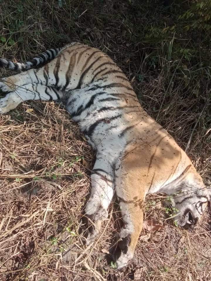बाराको निजगढमा मृत बाघ फेला